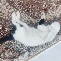 سلام واگذاری گربه 1ساله