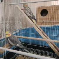 عروس هلندی|پرنده|فولادشهر, A2|دیوار