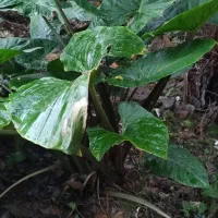 گل بابا آدم|گل و گیاه طبیعی|شیرگاه, |دیوار