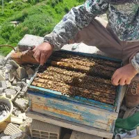 زنبور عسل ده قاب فول در کوار