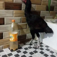 مرغ و خروس لاری چابهاری