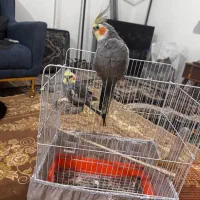 طوطی عروس هلندی و قفس