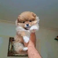 پامر روباهی وخریسی