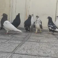 14کفتر هوایی شهری و بهبونی