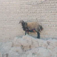 نر.