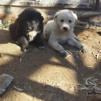 با سلام واگذاری جفت طوله نر