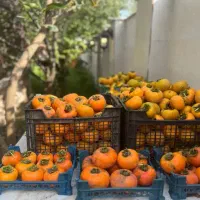 باغ خرمالو داری/محصولت اون چیزی نیست که انتظارداری