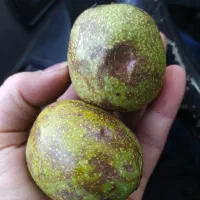 گردو با پوست سبز