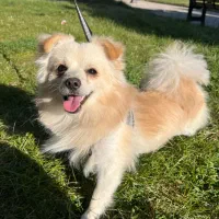 واگذاری سگ پامر