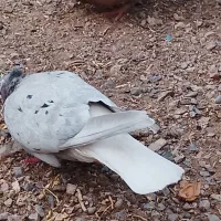 جفت دم سفید