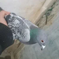 کبوتر پلاکی|پرنده|کرمانشاه, |دیوار