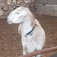 بره چینی|حیوانات مزرعه|یاسوج, |دیوار