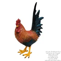 خروس توجه به عکس