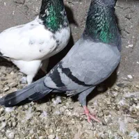 کبوتر|پرنده|قشم, |دیوار