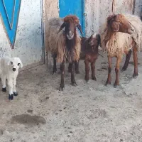 دوراس میش بره دار کردی جوان