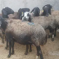 گوسفند میش جوان بره دار شال