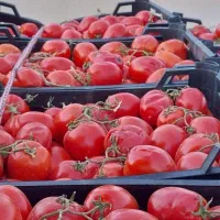 ابگیری گوجه فرنگی با دستگاه خارجی|خوردنی و آشامیدنی|کرج, حصارک بالا|دیوار