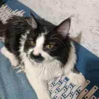 گربه نژادتاکسیدو جنسیت نرقیمت ۴تومن