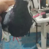 کفتر|پرنده|مشهد, شهرک مهرگان|دیوار