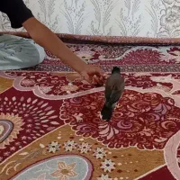 مینا|پرنده|گنبد کاووس, |دیوار