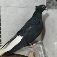 کبوتر اصل