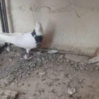 دوکت هفت رنگ .طوقی.دورگ|پرنده|فولادشهر, C3|دیوار