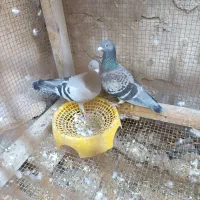 کبوتر مسابقه ای پلاکی|پرنده|بندر گناوه, |دیوار