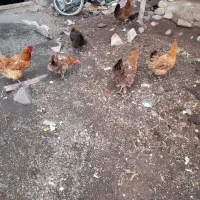 مرغ وجوجه