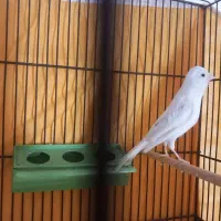 یک جفت قناری نر