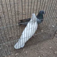 کفترفروش یامعاوضه