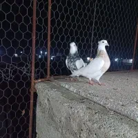 کبوتر رنگی|پرنده|گنبد کاووس, |دیوار