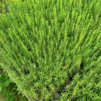 نشا گیاهان دارویی.به لیمو.استویا.رزماری.مرزنجوش