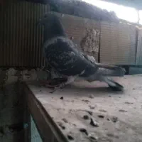 کبوتر مسافتی.  عالی|پرنده|محمدشهر, محمدشهر|دیوار