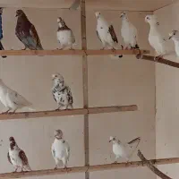 کبوتر