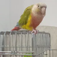 گیرینچیک کاملادستی ورام|پرنده|رشت, آب و برق|دیوار