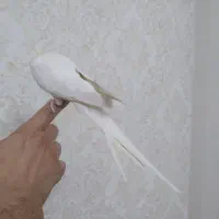 عروس هلندی ۱ ساله ماده|پرنده|رشت, چمارسرا|دیوار