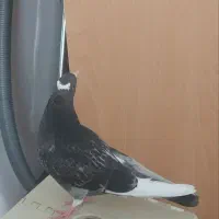 جوجه کبوتر|پرنده|شیراز, ریاستی|دیوار