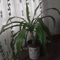 گل طبیعی سوسن عنکبوتی