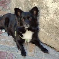 سگ میکس پامر اشیپتز ماده