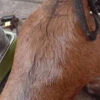 هیزه محلی|فروشگاه و مغازه|دورود, |دیوار