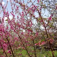 باغ-میوه-600متری-واقع-در-جاده-دانشگاه