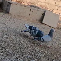 سلام یک ماده زابلی گرفته شوده از پارسال و ثب هست|پرنده|نهبندان, |دیوار