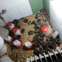 جوجه بوقلمون سرحال