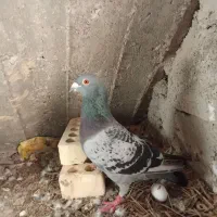 کبوتر دالکی|پرنده|برازجان, |دیوار