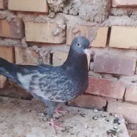 کفتر|پرنده|یزد, |دیوار