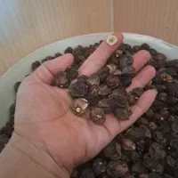 پویول یا سه پستون خشک