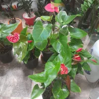 گل آنتریوم|گل و گیاه طبیعی|کرمانشاه, |دیوار