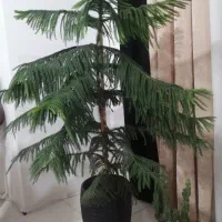 گل مطبق