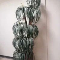 درخت نخل