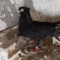 جفت صرب|پرنده|مسجد سلیمان, |دیوار